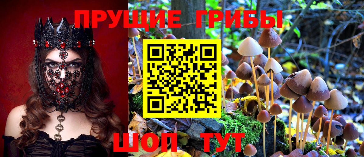 Псилоцибиновые грибы MAGIC MUSHROOMS  хочу   Камень-на-Оби  Вход с VPN  Галлюциногенные грибы Cubensis 